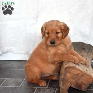 Sky, Golden Retriever Puppy