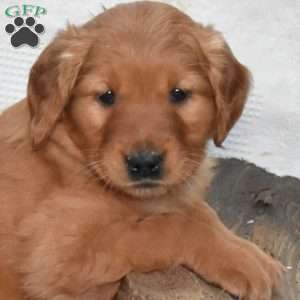 Sky, Golden Retriever Puppy