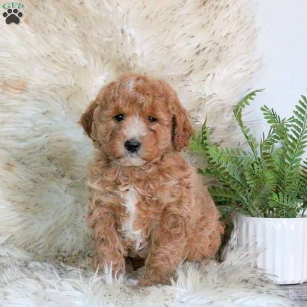 Skye, Mini Labradoodle Puppy