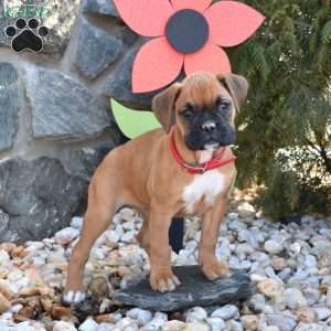 Skye, Boxer Puppy