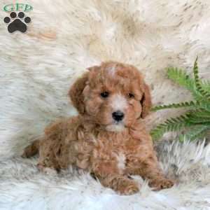 Skye, Mini Labradoodle Puppy