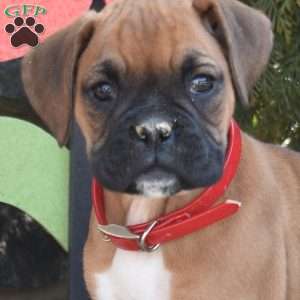 Skye, Boxer Puppy