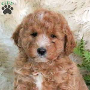 Skye, Mini Labradoodle Puppy