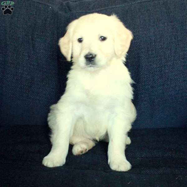 Skylar, English Cream Golden Retriever Puppy