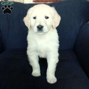 Skylar, English Cream Golden Retriever Puppy