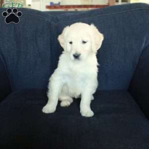 Skylar, English Cream Golden Retriever Puppy