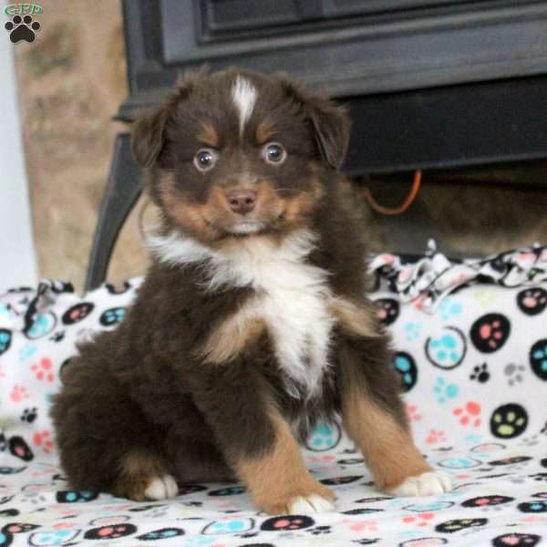 Smokey, Miniature Australian Shepherd Puppy