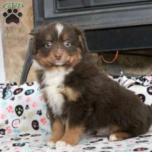 Smokey, Miniature Australian Shepherd Puppy