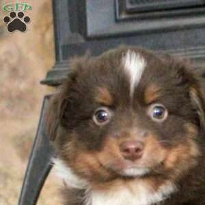 Smokey, Miniature Australian Shepherd Puppy