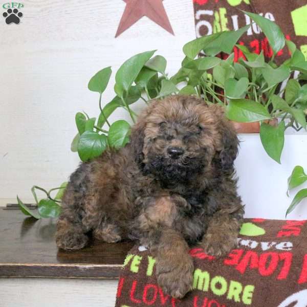 Snickers, Miniature Poodle Puppy