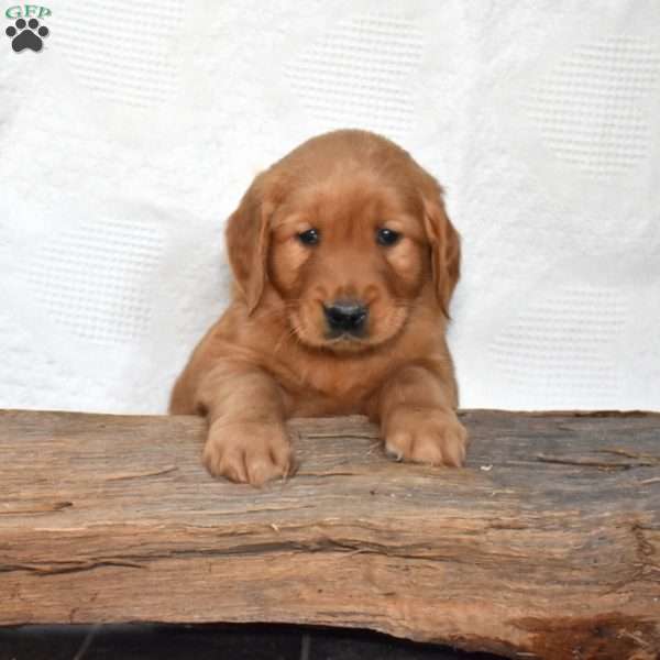 Snickers, Golden Retriever Puppy