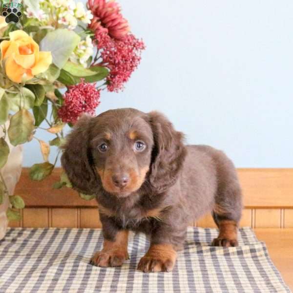 Snickers, Dachshund Puppy