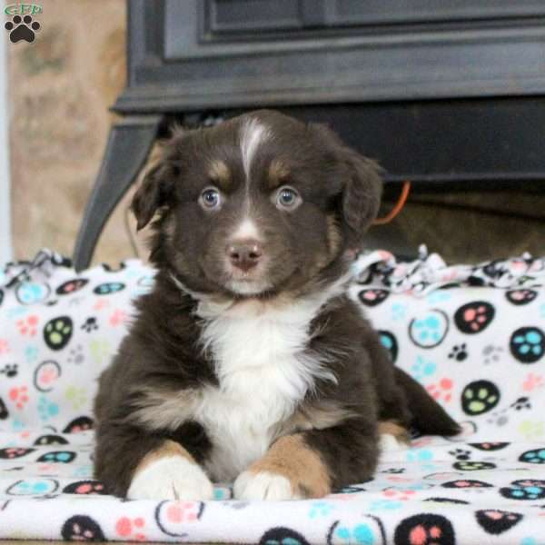Snickers, Miniature Australian Shepherd Puppy