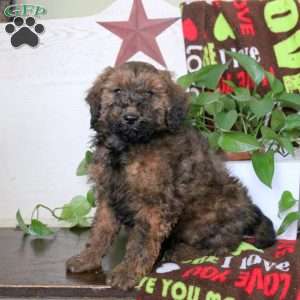 Snickers, Miniature Poodle Puppy