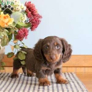 Snickers, Dachshund Puppy