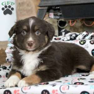 Snickers, Miniature Australian Shepherd Puppy