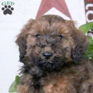 Snickers, Miniature Poodle Puppy