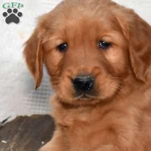 Snickers, Golden Retriever Puppy