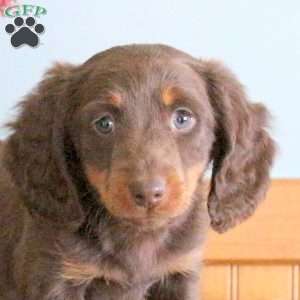 Snickers, Dachshund Puppy