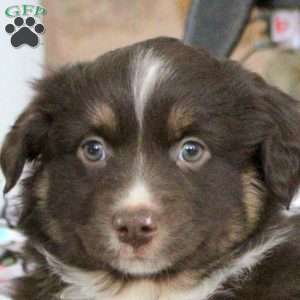 Snickers, Miniature Australian Shepherd Puppy