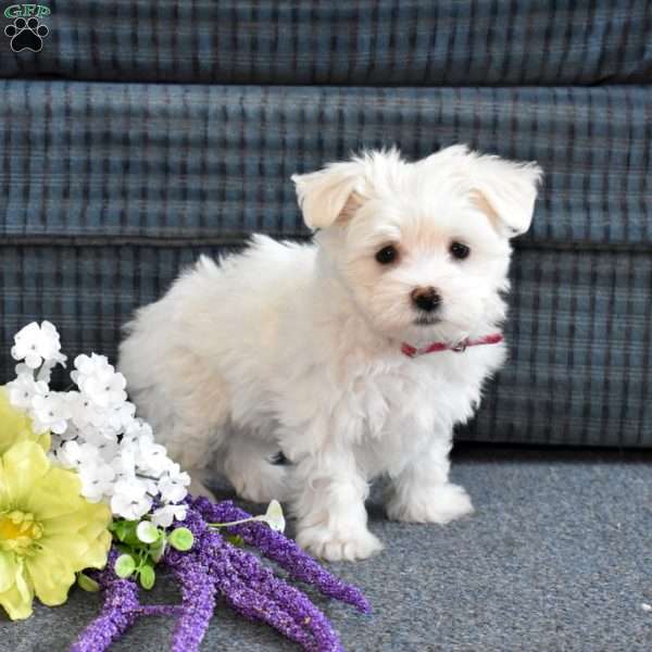 Snowflake, Maltese Puppy