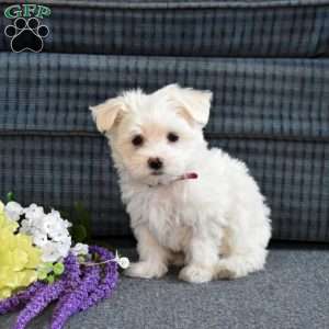 Snowflake, Maltese Puppy