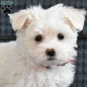Snowflake, Maltese Puppy