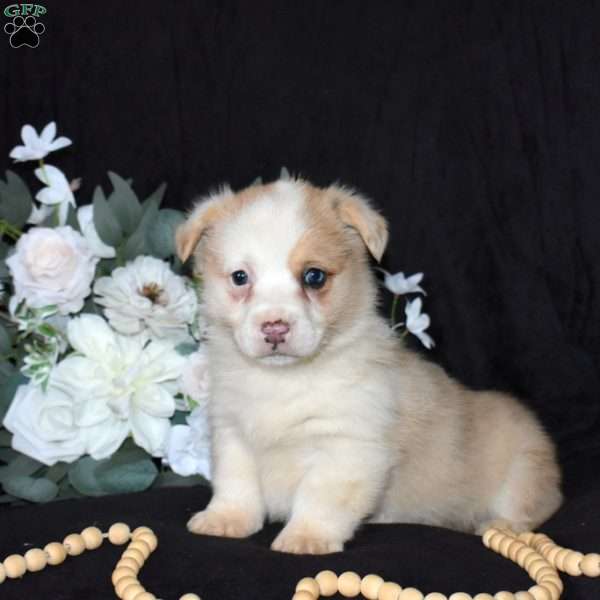 Socks, Pembroke Welsh Corgi Puppy