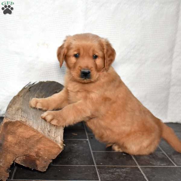 Socks, Golden Retriever Puppy