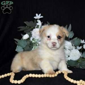 Socks, Pembroke Welsh Corgi Puppy
