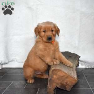 Socks, Golden Retriever Puppy