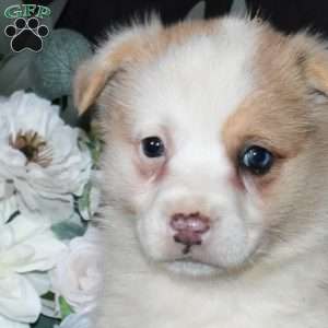Socks, Pembroke Welsh Corgi Puppy