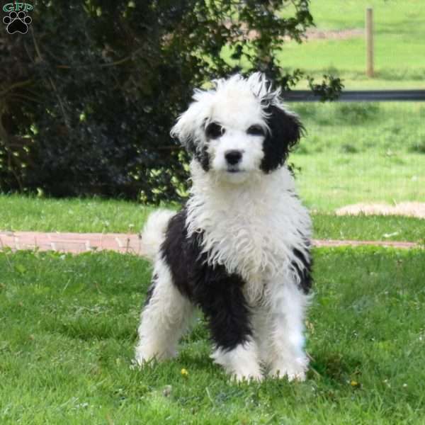 Sofia, Mini Bernedoodle Puppy