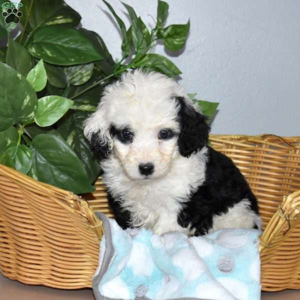 Sofia, Mini Bernedoodle Puppy