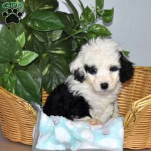 Sofia, Mini Bernedoodle Puppy