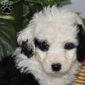 Sofia, Mini Bernedoodle Puppy