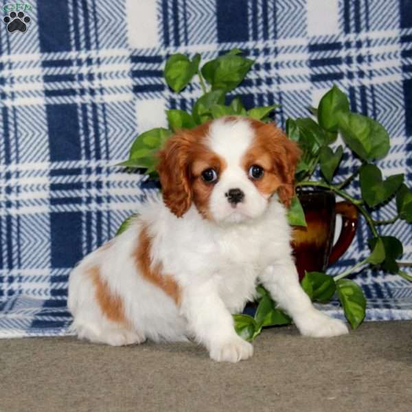Sondi, Cavalier King Charles Spaniel Puppy