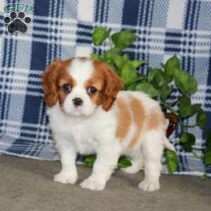 Sondi, Cavalier King Charles Spaniel Puppy