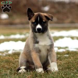 Sonya, Akita Mix Puppy