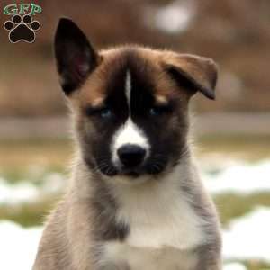 Sonya, Akita Mix Puppy