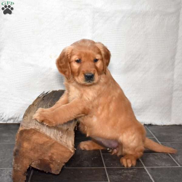 Sophie, Golden Retriever Puppy