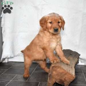 Sophie, Golden Retriever Puppy