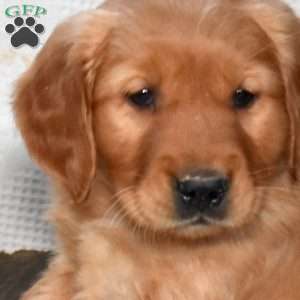 Sophie, Golden Retriever Puppy