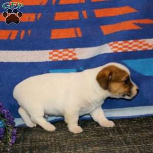 Sammy, Jack Russell Terrier Puppy