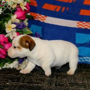 Sammy, Jack Russell Terrier Puppy