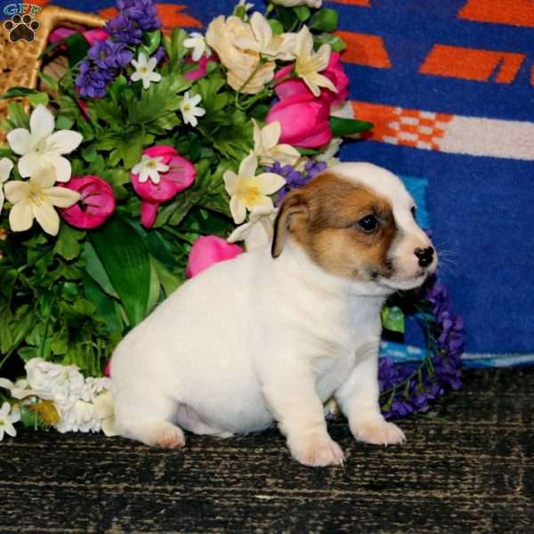 Sammy, Jack Russell Terrier Puppy