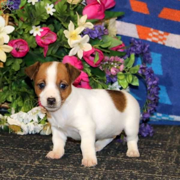 Sparkle, Jack Russell Terrier Puppy