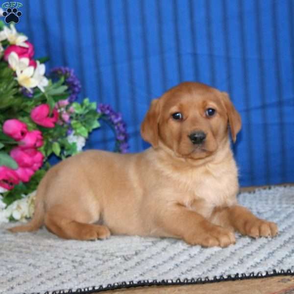 Sparkle, Fox Red Labrador Retriever Puppy