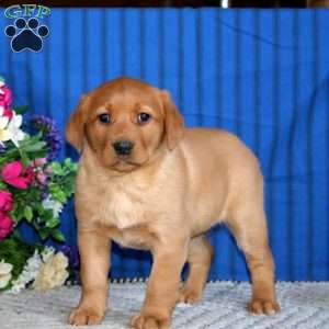 Sparkle, Fox Red Labrador Retriever Puppy