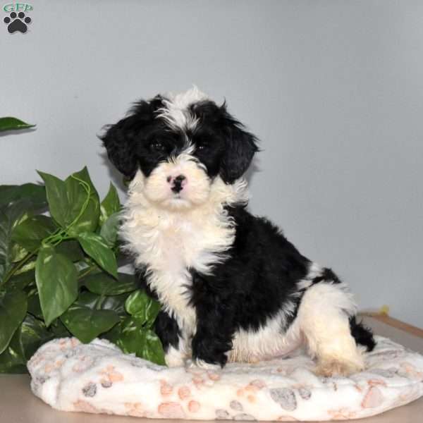 Sparky, Mini Bernedoodle Puppy